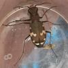 Cicindela sylvicola
